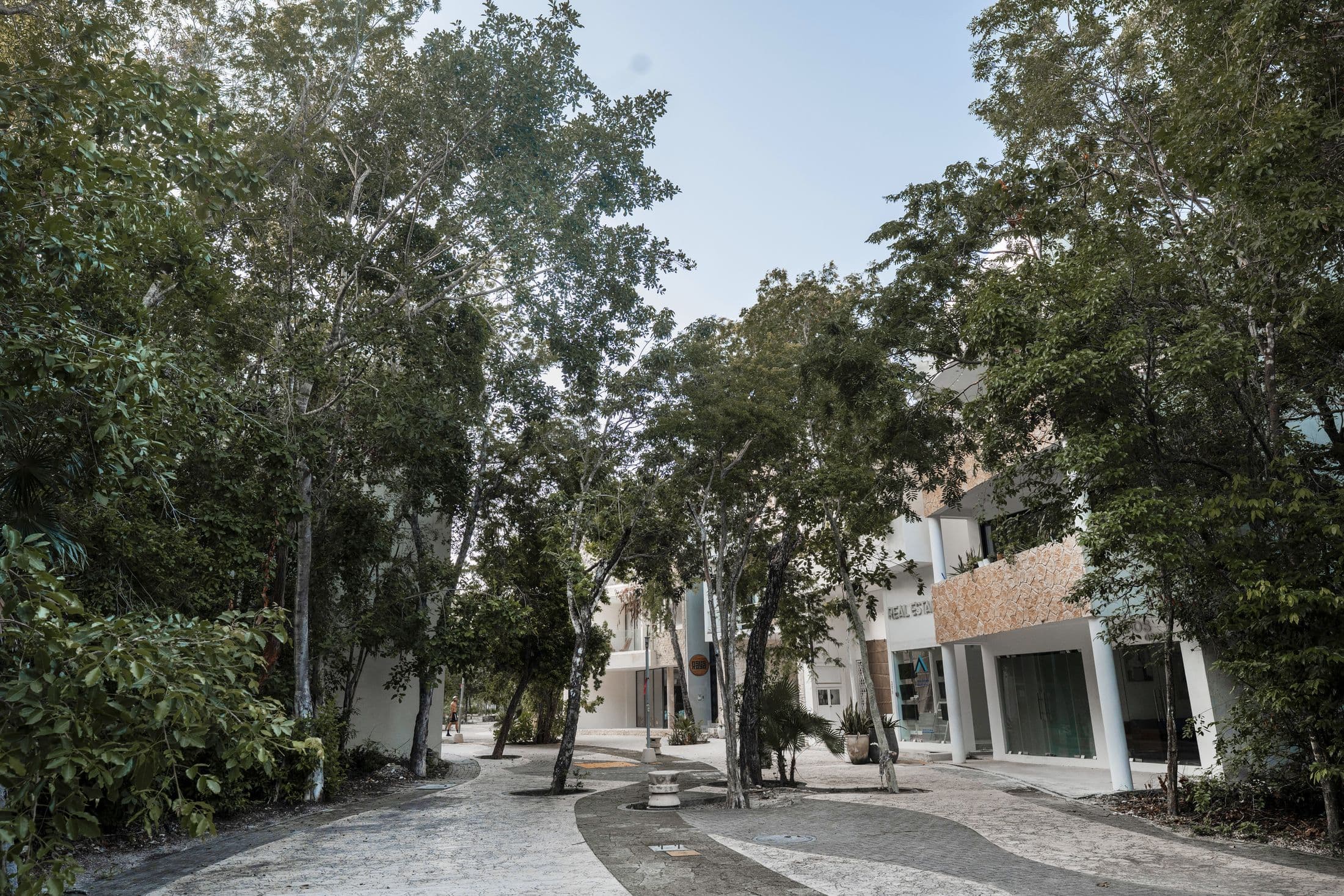 Tree lined street in Aldea Zamá